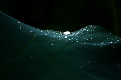 晨露_副本.jpg