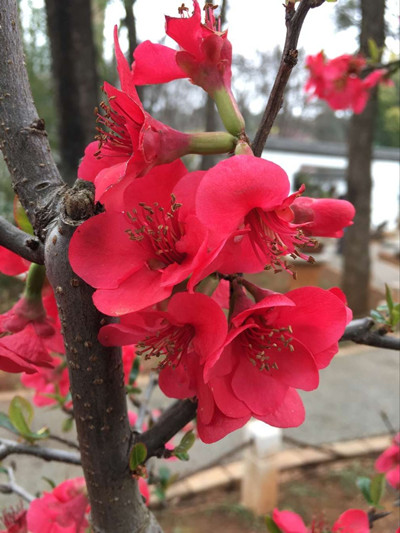 花 单位：城乡巴士 摄影：何晓敏_副本.jpg