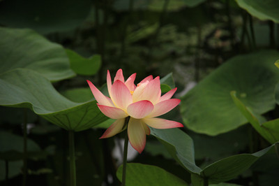 粉嫩之夏_副本.jpg