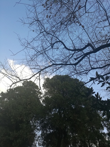 晚霞  作者：戴鑫
