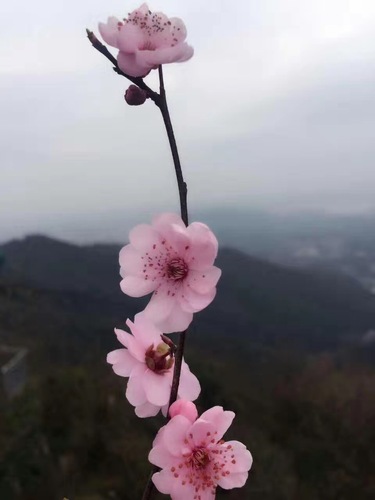 傲于高山（张宏宇）