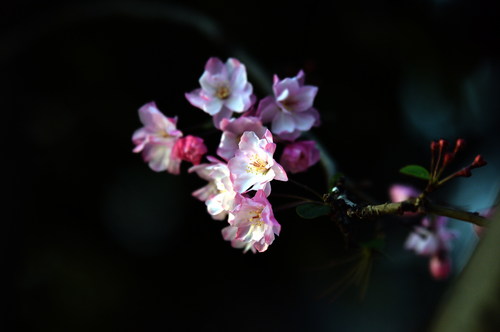 梅花三弄-六公司三十二车队熊毅琳 梅花三弄-六公司三十二车队熊毅琳