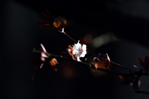 雪胎梅骨-六公司三十二车队熊毅琳 雪胎梅骨-六公司三十二车队熊毅琳