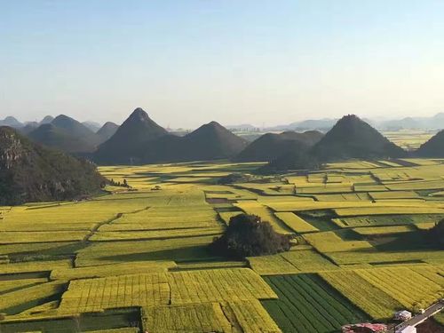 4《漫山金黄》—质检科 周柱平