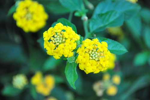 花团锦簇