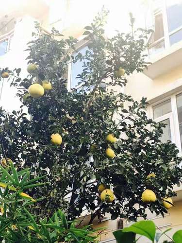 作者:李文忠《硕果累累》 作者:李文忠《硕果累累》