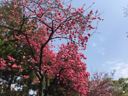 春天（张宏宇）