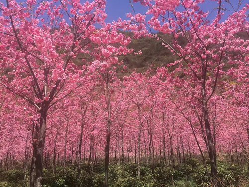 作者:李文忠《花海》 作者:李文忠《花海》