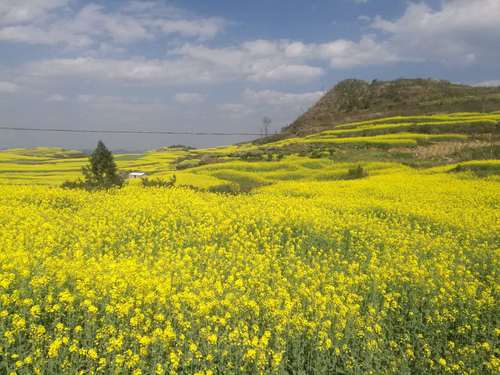 油菜花  任波