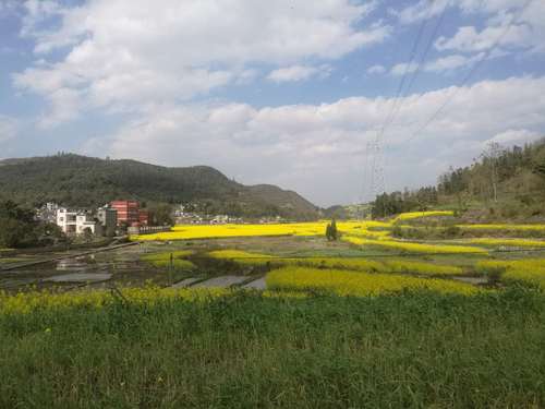 油菜花田    任波