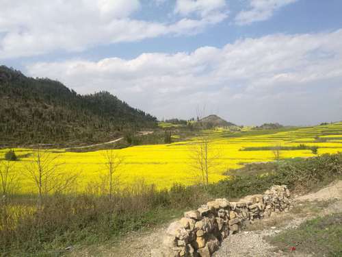 油菜一角   任波