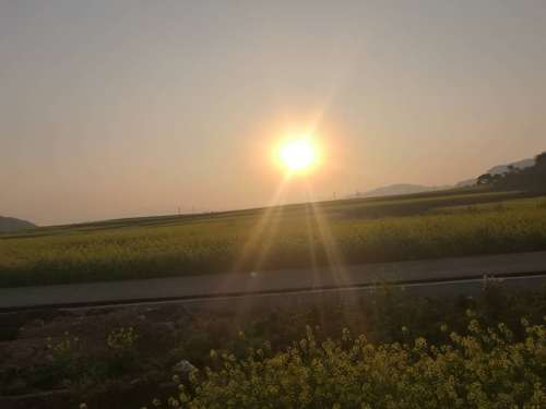 油菜花田日落    任波