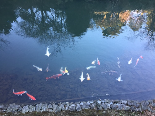 锦鲤 普圣博 锦鲤 普圣博