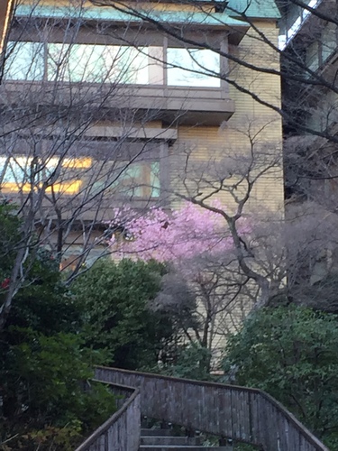 樱花 普圣博 樱花 普圣博
