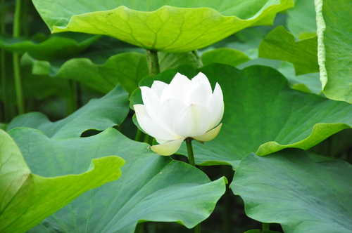 出淤泥而不染