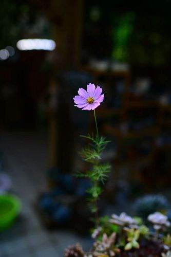 清透优雅