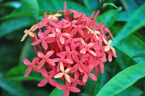 花红似火
