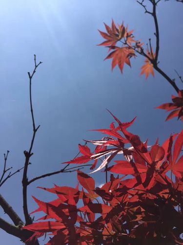 作者:马敏龙《一叶知秋》 作者:马敏龙《一叶知秋》