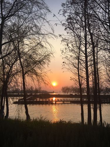夕阳    王静