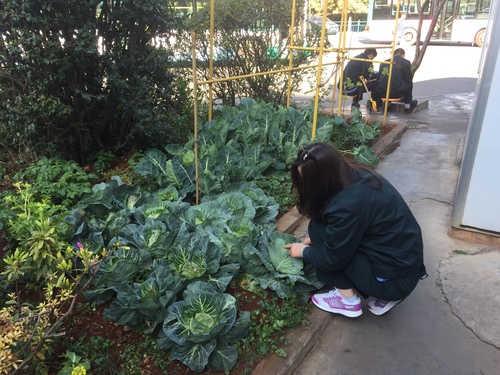 三十车队的员工菜地