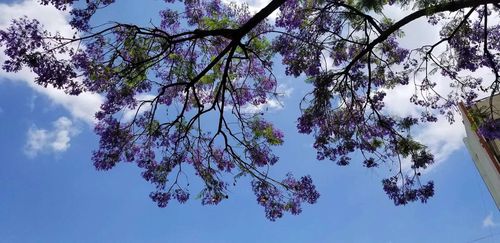 蓝花楹--六公司四十一车队汤文俊摄 蓝花楹--六公司四十一车队汤文俊摄