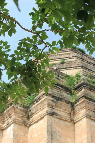 一角绿荫