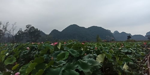 满塘荷花            作者：马敏龙_1