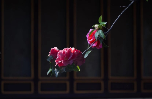 茶花作者杨杰 茶花作者杨杰