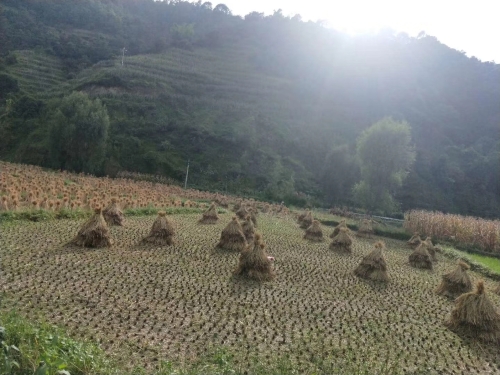 草堆 作者:马敏龙 草堆 作者:马敏龙