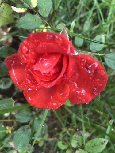 花儿正艳时 作者:马敏龙 花儿正艳时 作者:马敏龙